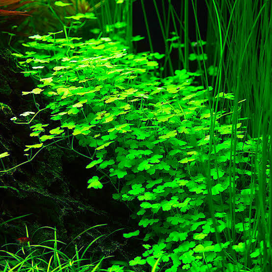 Hydrocotyle tripartita